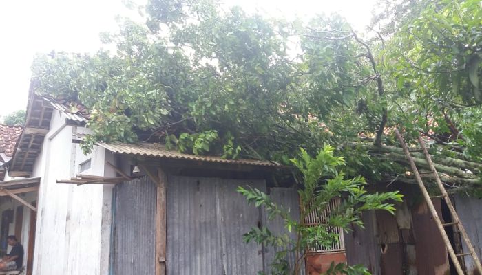 Rumah tertimpa pohon 02