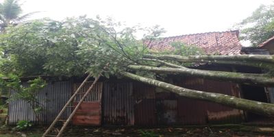 Rumah tertimpa pohon